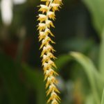 Dendrochilum longifolium (Coelogyne bracteosa), orchidée botanique