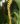 Dendrochilum longifolium