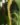 Dendrochilum longifolium