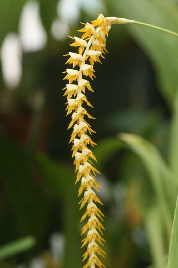 Dendrochilum longifolium (Coelogyne bracteosa), orchidée botanique