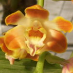 Chysis bruennowiana