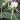 Angraecum longicalcar
