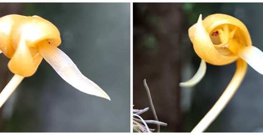 Bulbophyllum macranthoides, fleur jaune ocre à sépales tessellés, deux vues