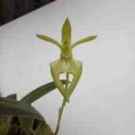 Bulbophyllum lasiochilum flava