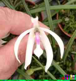 Leptotes bicolor var majus