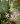 Oncidium sotoanum