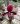 Paphiopedilum Maudiae Black Jack