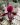 Paphiopedilum Maudiae Black Jack