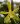 Phalaenopsis mannii flava