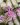 Vandofinides Pat Arcari x Aerides sp