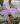 Cattleya bowringiana coerulea – photo Frédéric