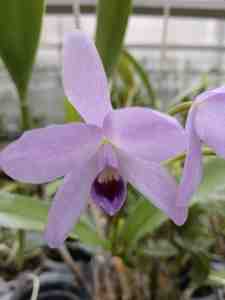 Cattleya bowringiana coerulea, fleur