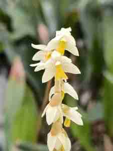 Dendrochilum cobbianum, inflorescence pendante