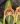 masdevallia-garciae-v2