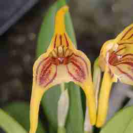 Masdevallia garciae