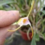 Masdevallia paivaeana, fleur