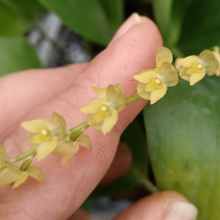 Pleurothallis dentipetala - inflorescence