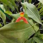 Pleurothallis endotrachys, fleur