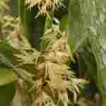 Pleurothallis obovata