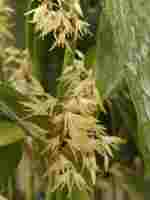 Pleurothallis obovata